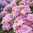 Гортензия крупнолистная You And Me Forever