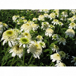 Эхинацея пурпурная Дабл Вайт Глэсир