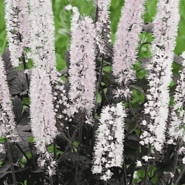 Клопогон ветвистый Chocoholic