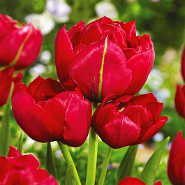 Тюльпан многоцветковый Эстетик НАБОР 2ШТ (10+10)