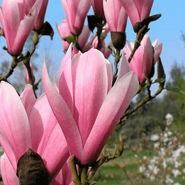 Магнолия гибридная Heaven Scent