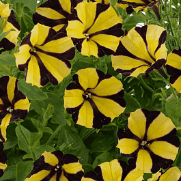 Петуния (сурфиния) Go! Tunia Tiger Stripe