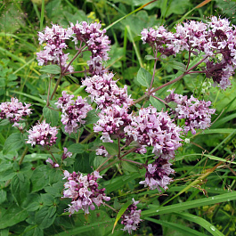 Душица обыкновенная