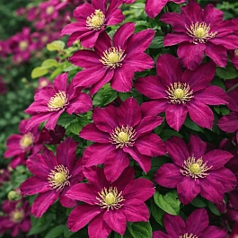 Клематис Jan III Sobieski