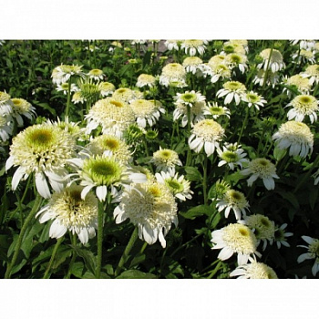 Эхинацея пурпурная Дабл Вайт Глэсир