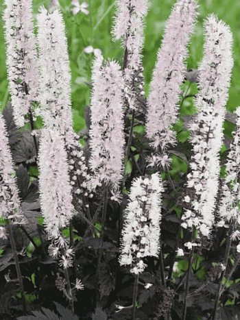 Клопогон ветвистый Chocoholic