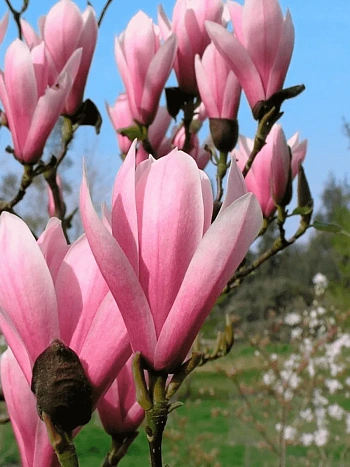 Магнолия гибридная Heaven Scent