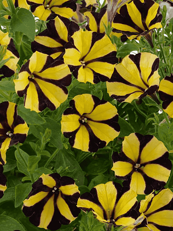 Петуния (сурфиния) Go! Tunia Tiger Stripe