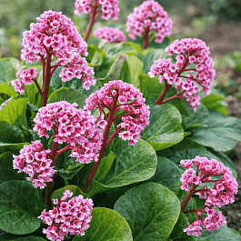 Бадан сердцелистный Winterglut