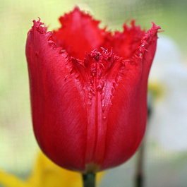 Тюльпан бахромчатый Макарска