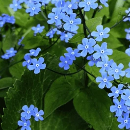 Бруннера сибирская Незабудка