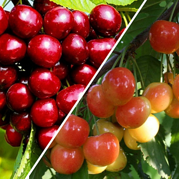 Черешня гибрид Ревна + Брянская Розовая