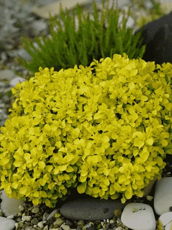 Барбарис Тунберга Special Gold