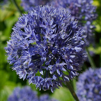 Лук декоративный Azureum