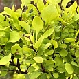Барбарис Тунберга Golden Nugget