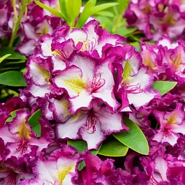 Рододендрон гибридный pushy purple