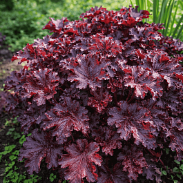 Гейхера Prince