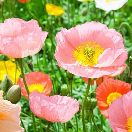 Мак голостебельный Chambagne Bubbles Mix