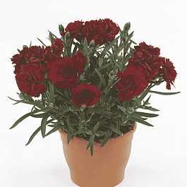 Гвоздика Colores Sangre