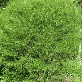 Крушина ломкая Asplenifolia