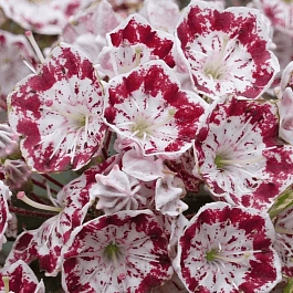 Кальмия широколистная Minuet