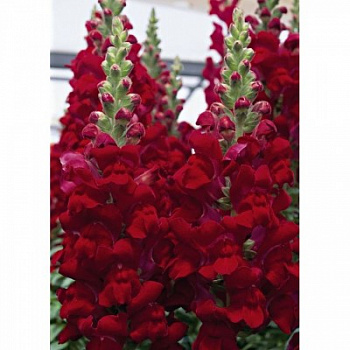 Львиный зев Снаптини Бургунди Биколор