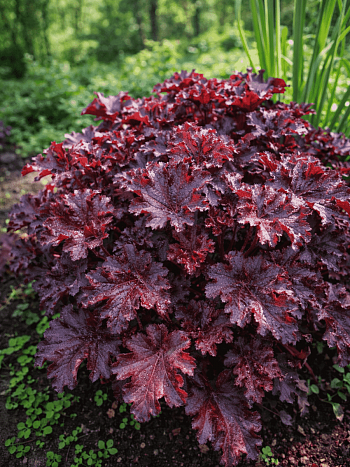 Гейхера Prince