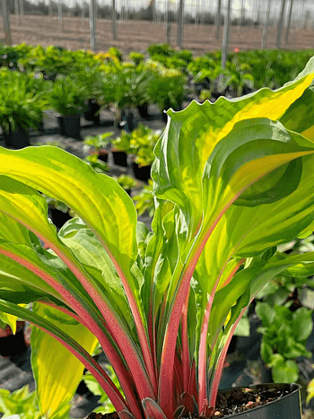 Хоста Lipstick Blush