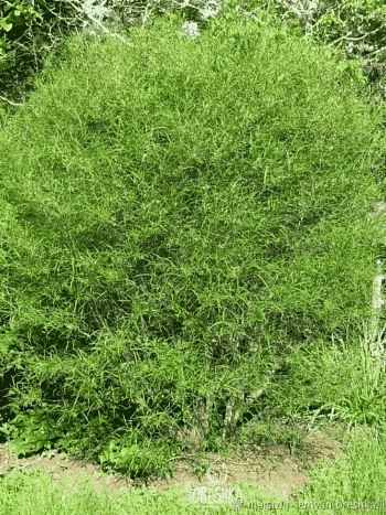 Крушина ломкая Asplenifolia