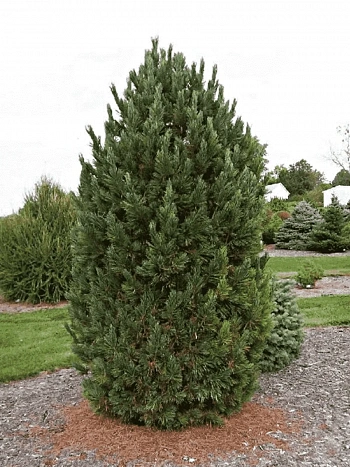 Сосна кедровая Европейская