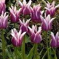 Тюльпан Claudia