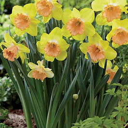 Нарцисс крупнокорончатый Колор Ран