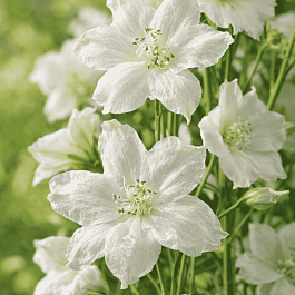 Дельфиниум крупноцветковый Ocean White