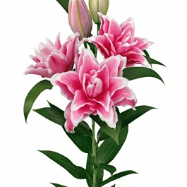Лилия Roselily Bianca
