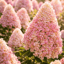 Гортензия метельчатая Summer Love ТОЛЬКО САМОВЫВОЗ