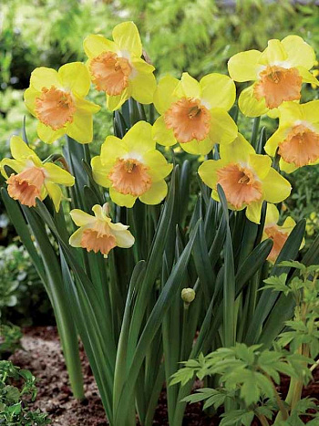 Нарцисс крупнокорончатый Колор Ран Нарцисс крупнокорончатый Колор Ран