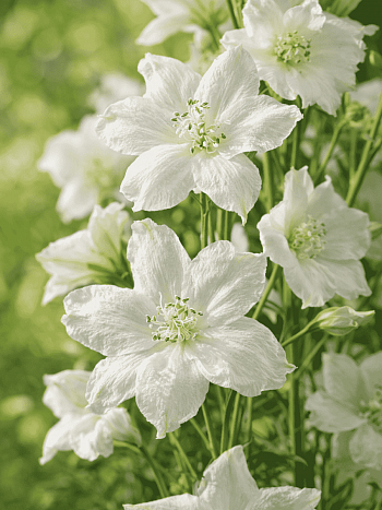 Дельфиниум крупноцветковый Ocean White