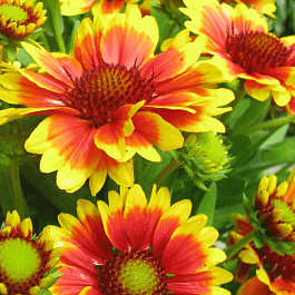 Гайлардия гибридная Kobold
