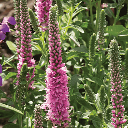 Вероника колосистая Inspire Rose