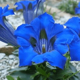 Горечавка изящнейшая