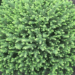 Ель сербская Karel