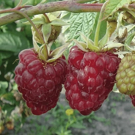 Малина обыкновенная Гордость России