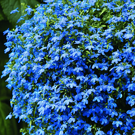 Лобелия синяя