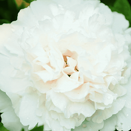 Пион древовидный Xue ta