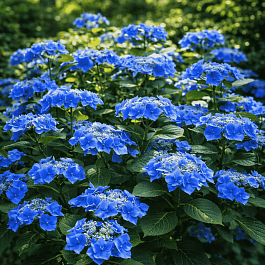 Гортензия крупнолистная Taube