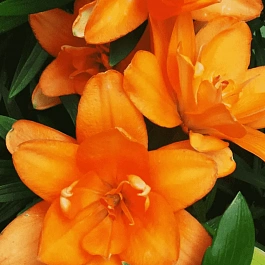 Лилия Tiny Double You