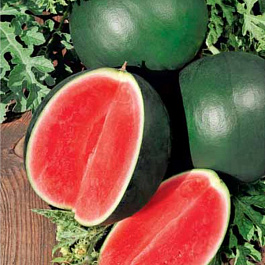 Арбуз Огонек