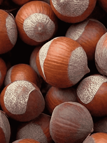 Фундук Tonda Romana