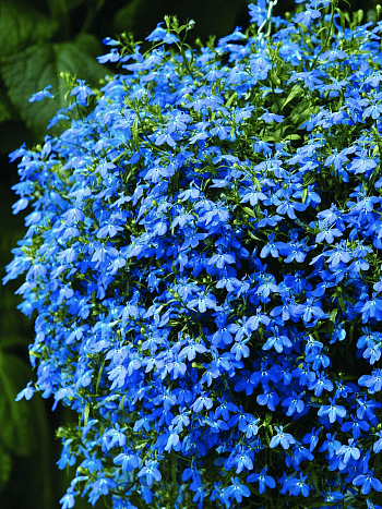 Лобелия синяя