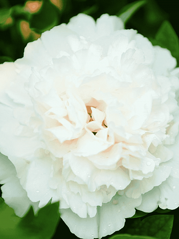 Пион древовидный Xue ta